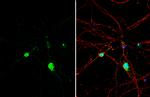 Histamine Antibody in Immunocytochemistry (ICC/IF)