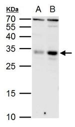 KLF9 Antibody in Western Blot (WB)