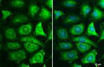 MEK1 Antibody in Immunocytochemistry (ICC/IF)