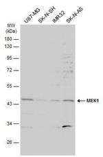 MEK1 Antibody in Western Blot (WB)