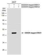 MEK1 Antibody in Western Blot (WB)