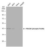 Phospho-PRAS40 (Thr246) Antibody in Western Blot (WB)