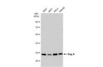 RRAGA Antibody in Western Blot (WB)