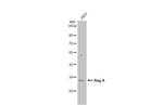 RRAGA Antibody in Western Blot (WB)