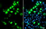 S-peptide Epitope Tag Antibody in Immunocytochemistry (ICC/IF)