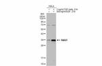 SNAIL Antibody in Western Blot (WB)