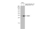 SNAIL Antibody in Western Blot (WB)