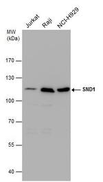 SND1 Antibody in Western Blot (WB)