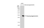 Strep Tag Antibody in Western Blot (WB)