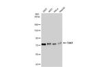 TAK1 Antibody in Western Blot (WB)