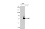 TAK1 Antibody in Western Blot (WB)