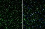 TMEM119 Antibody in Immunohistochemistry (Frozen) (IHC (F))