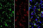 TMEM119 Antibody in Immunohistochemistry (Frozen) (IHC (F))