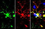 TMEM119 Antibody in Immunohistochemistry (Frozen) (IHC (F))