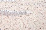 TMEM119 Antibody in Immunohistochemistry (Paraffin) (IHC (P))