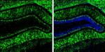 VGLUT2 Antibody in Immunohistochemistry (Frozen) (IHC (F))