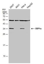 XBP1 Antibody in Western Blot (WB)