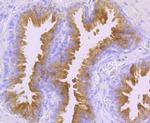 PSA Antibody in Immunohistochemistry (Paraffin) (IHC (P))