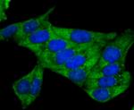 Nrf2 Antibody in Immunocytochemistry (ICC/IF)