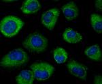 Nrf2 Antibody in Immunocytochemistry (ICC/IF)