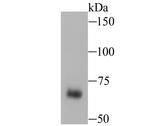 Nrf2 Antibody in Western Blot (WB)