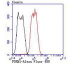 FOXM1 Antibody in Flow Cytometry (Flow)