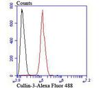 Cullin 3 Antibody in Flow Cytometry (Flow)