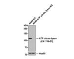 ATP Citrate Lyase Antibody in Western Blot (WB)