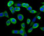 MMP3 Antibody in Immunocytochemistry (ICC/IF)