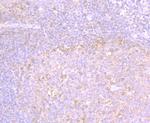 MMP3 Antibody in Immunohistochemistry (Paraffin) (IHC (P))