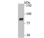 ADAM10 Antibody in Western Blot (WB)