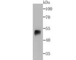 beta Arrestin 1 Antibody in Western Blot (WB)