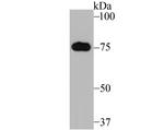 MFN2 Antibody in Western Blot (WB)