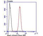 IFN alpha Antibody in Flow Cytometry (Flow)