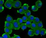 IFN alpha Antibody in Immunocytochemistry (ICC/IF)