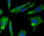 CRMP2 Antibody in Immunocytochemistry (ICC/IF)