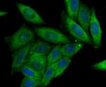 CRMP2 Antibody in Immunocytochemistry (ICC/IF)