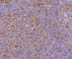 CRMP2 Antibody in Immunohistochemistry (Paraffin) (IHC (P))