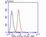 GOT1 Antibody in Flow Cytometry (Flow)