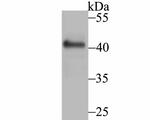 GOT1 Antibody in Western Blot (WB)