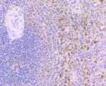 Annexin A3 Antibody in Immunohistochemistry (Paraffin) (IHC (P))