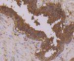 Annexin A3 Antibody in Immunohistochemistry (Paraffin) (IHC (P))