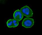 B7-H4 Antibody in Immunocytochemistry (ICC/IF)