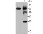 B7-H4 Antibody in Western Blot (WB)