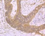 CXCL12 Antibody in Immunohistochemistry (Paraffin) (IHC (P))