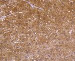 Carbonic anhydrase II Antibody in Immunohistochemistry (Paraffin) (IHC (P))