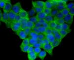 HO-1 Antibody in Immunocytochemistry (ICC/IF)