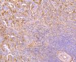 HO-1 Antibody in Immunohistochemistry (Paraffin) (IHC (P))