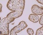 HO-1 Antibody in Immunohistochemistry (Paraffin) (IHC (P))