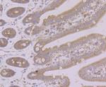 HO-1 Antibody in Immunohistochemistry (Paraffin) (IHC (P))